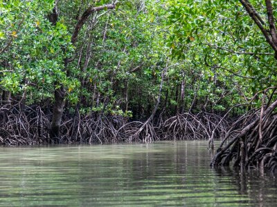 Mangrove hajótúra - Naplemente a természet ölelésében
