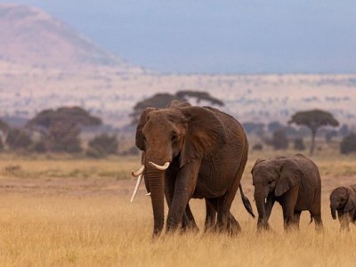 Egynapos szafari (Tsavo East Nemzeti Park)