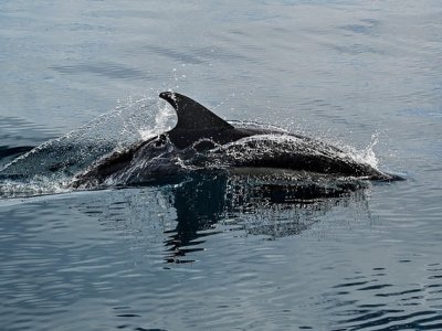 Delfinles