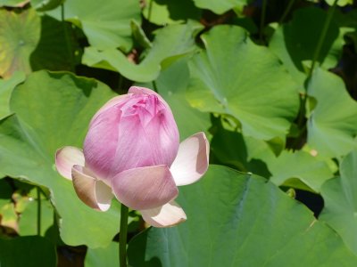 A DODÓ NYOMÁBAN / MAURITIUSI KALEIDOSZKÓP