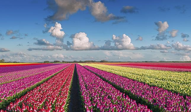 Hollandia
