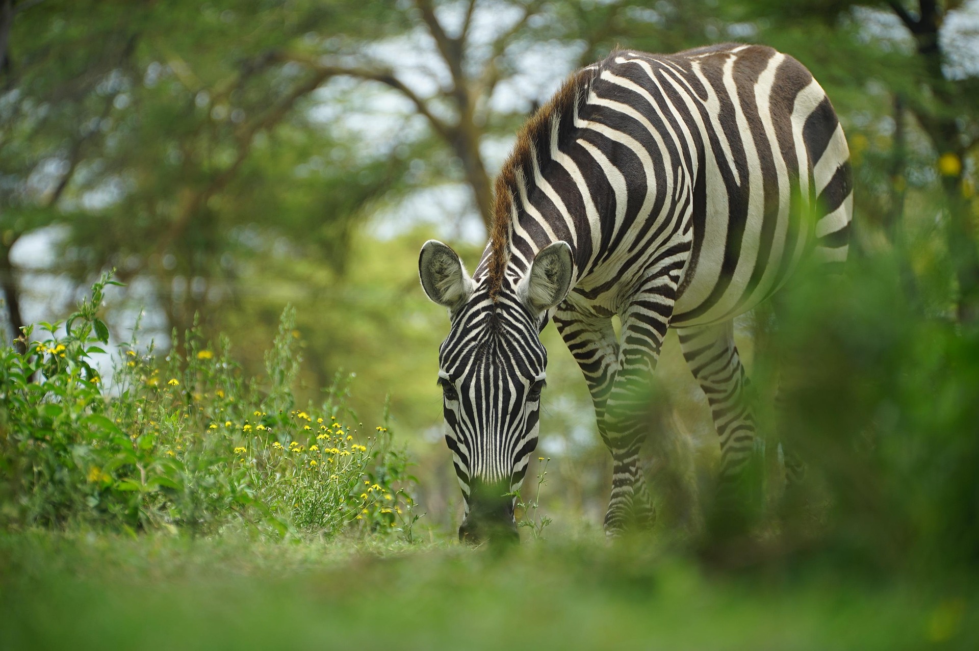 Kenya